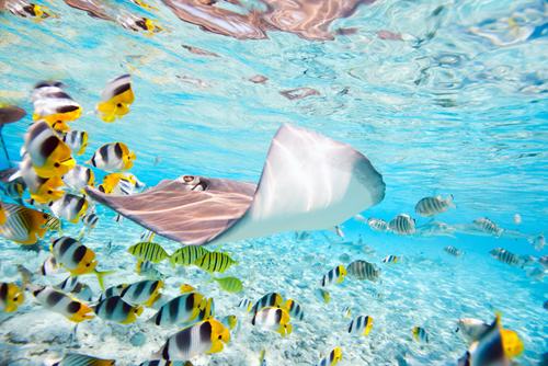 What will you see under the water?
