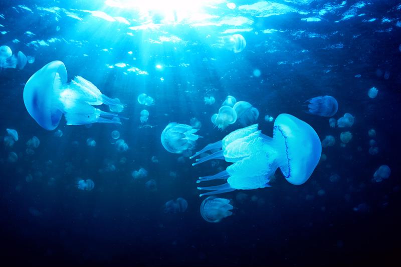 If someone spots a jellyfish, get out of the water immediately.