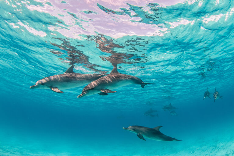 Best Places to Snorkel in Hawaii